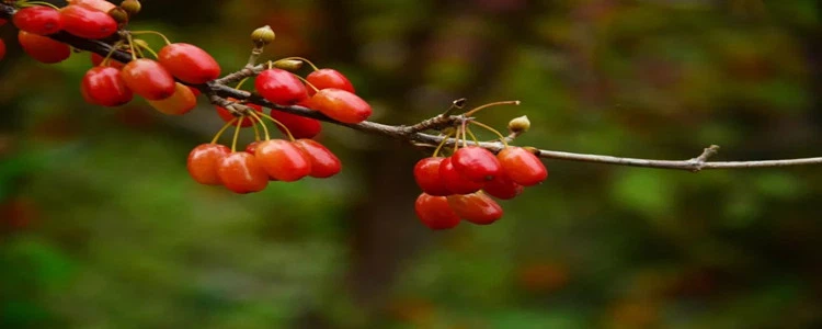 Cornus Officinalis.png